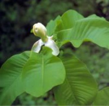 Magnolia Cortex P.E.